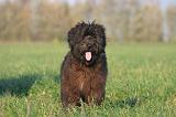 BRIARD 307